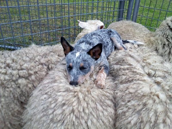 Protecting His Friends Even when Asleep