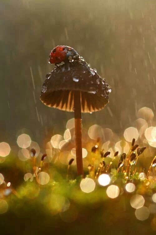 Ladybug in the Rain