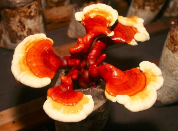 Reishi Mushrooms