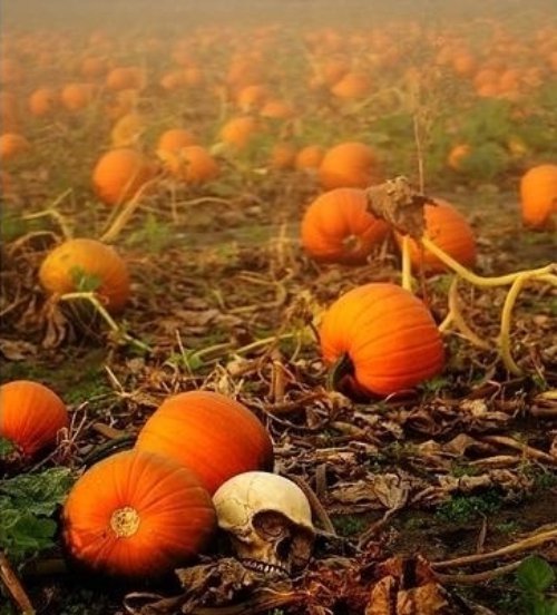 Go to a Pumpkin Patch