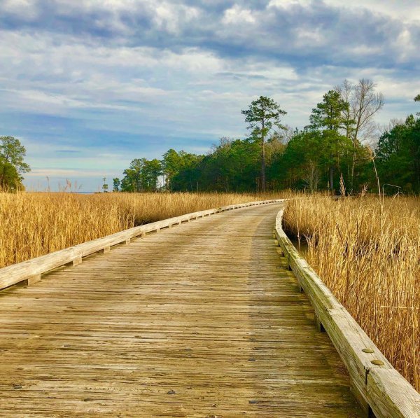 Natural landscape, Boardwalk, Natural environment, Road, Grass,