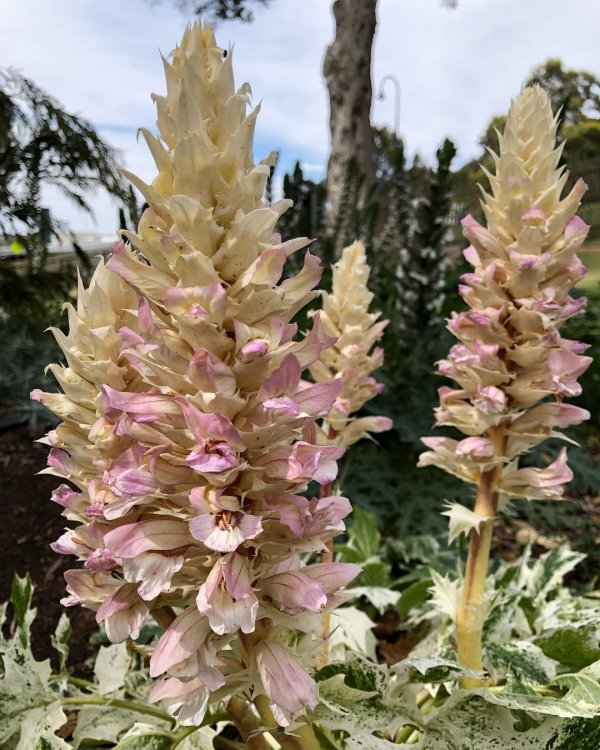 plant, flower, flowering plant, verbascum, broomrape,