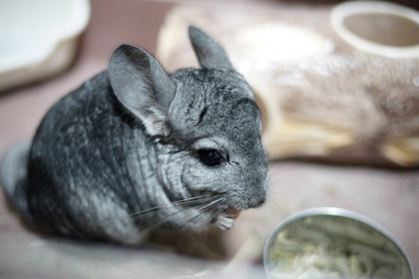 mammal,vertebrate,chinchilla,fauna,whiskers,