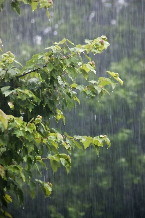 Summer Rain in the Woods