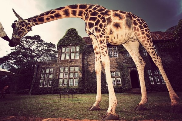 Giraffe Manor