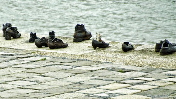 bird, vertebrate, duck, water bird, ducks geese and swans,