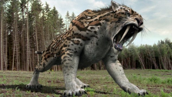 The Smilodon