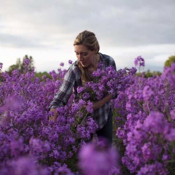 flower, lavender, purple, lilac, plant,