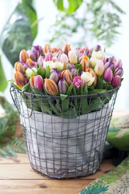 Tulips in a Bucket