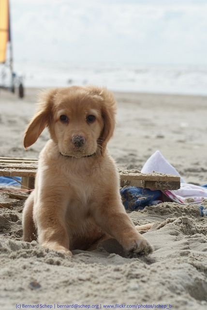 dog,mammal,vertebrate,dog breed,golden retriever,