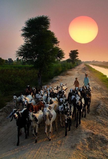 Patiala, Punjab