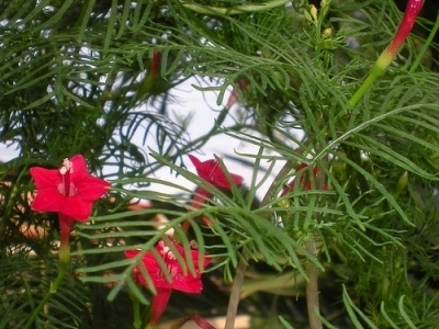 5 Ways to Grow the Cypress Vine