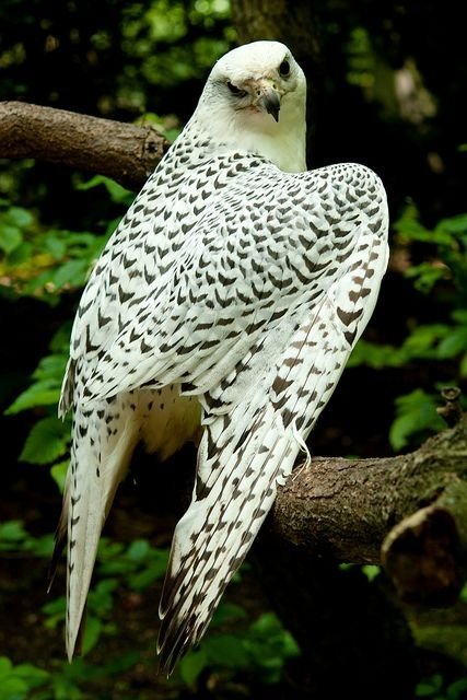 The Gyrfalcon