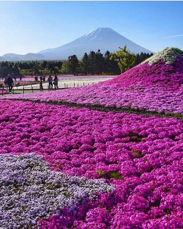 flower, plant, purple, field, lavender,