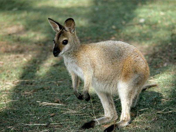 Wallabies