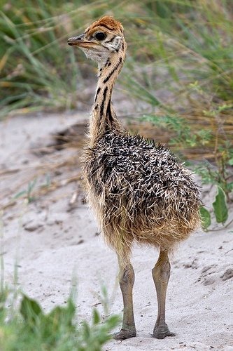 Ostrich Chick