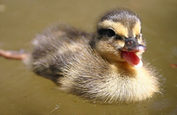 bird,duck,beak,vertebrate,ducks geese and swans,