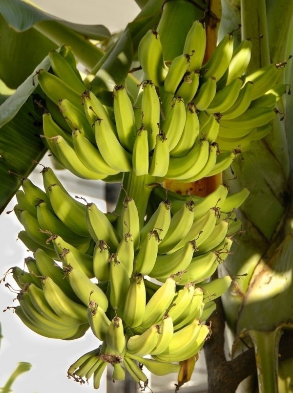 Bananas