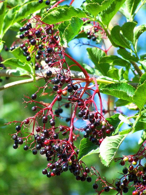 Elderberry