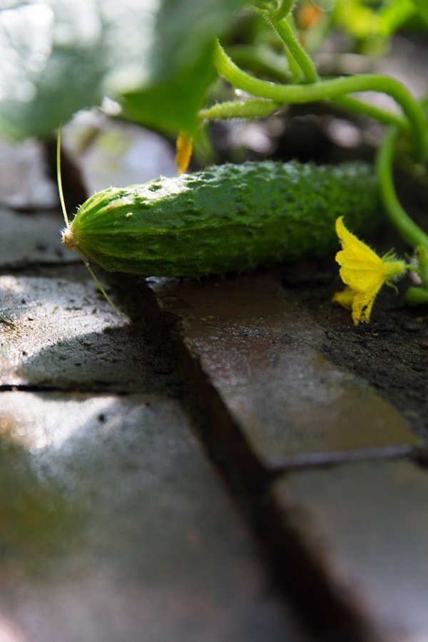 To Make Pickles