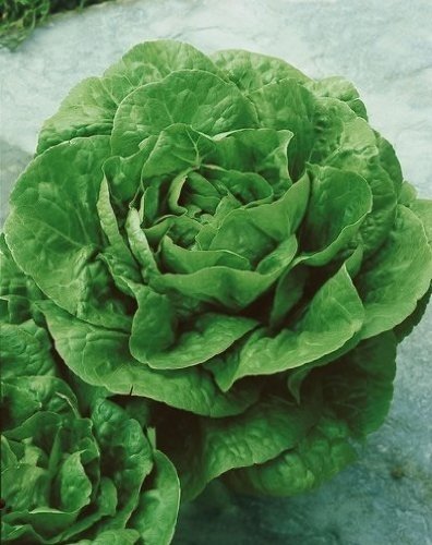 Romaine Lettuce