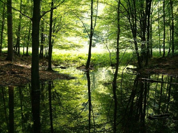 The Slimiest Swamp – Manchac Swamp (Louisiana)