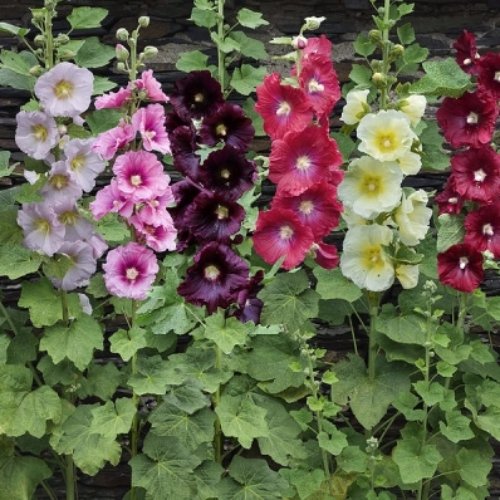 Hollyhocks