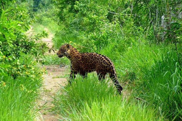 Pantanal