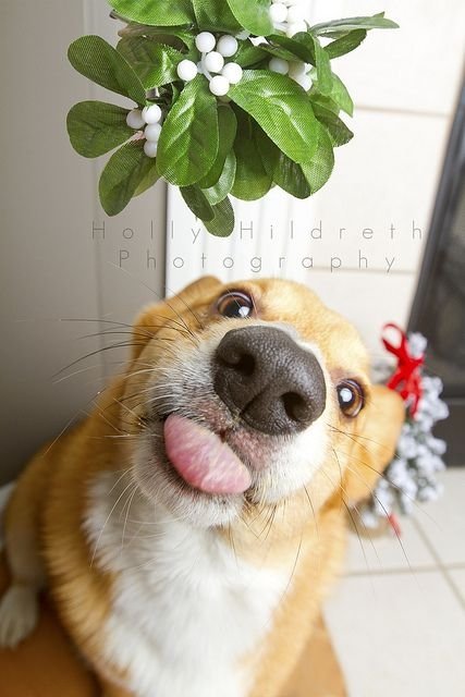 Christmas Kiss