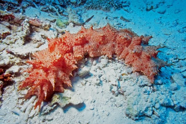 The Sea Cucumber