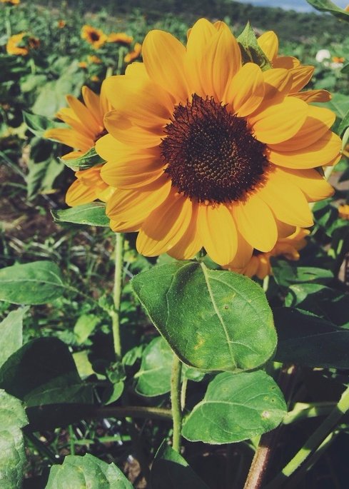 Sunflower