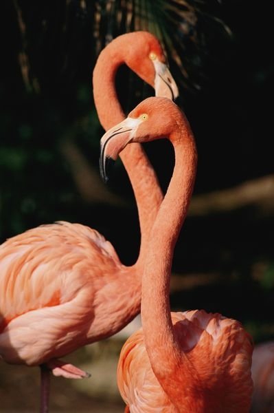 Flamingos