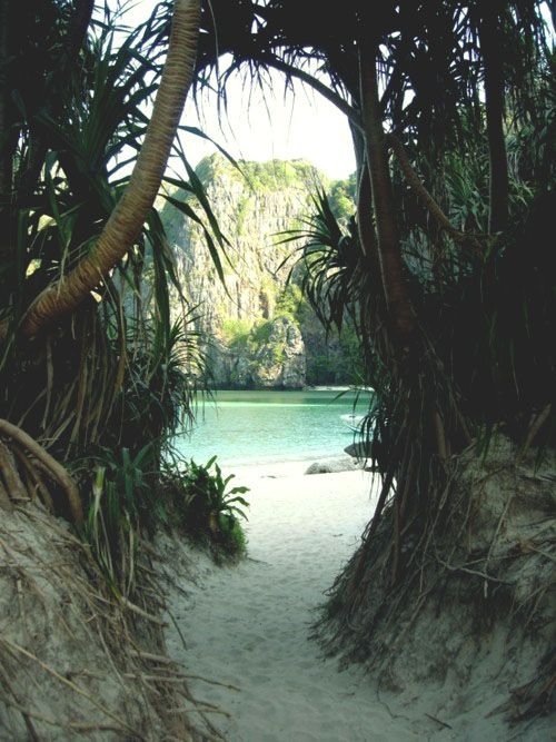 nature reserve, tree, arecales, tropics, palm tree,