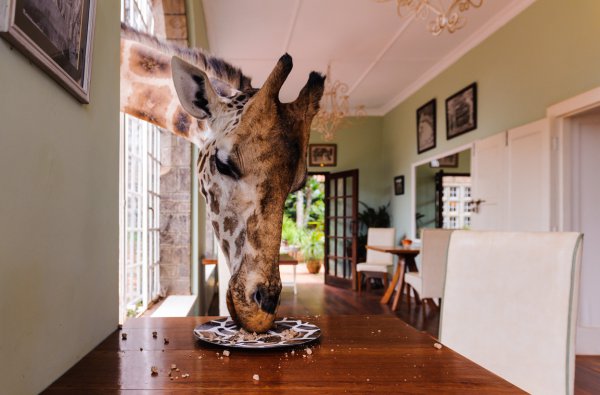 room, giraffe, giraffidae, home, tourist attraction,