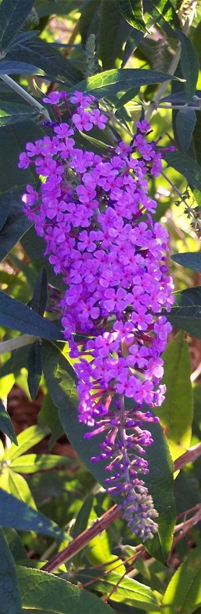 Butterfly Bush