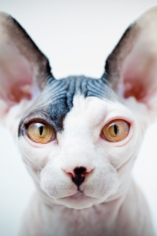 cat,hairless cat,sphynx,mammal,white,