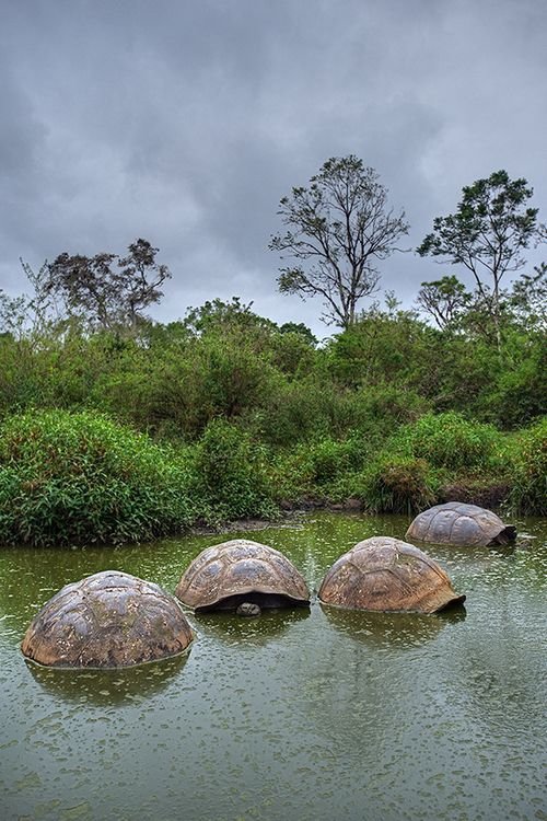 Santa Cruz, Galápagos Islands, Ecuador