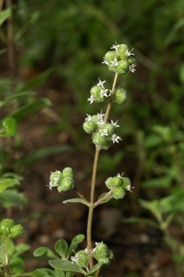 Sweet Marjoram