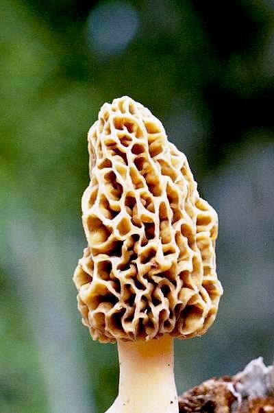 Morels