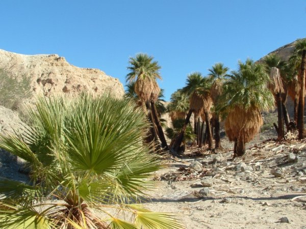 natural environment, tree, ecosystem, wadi, arecales,