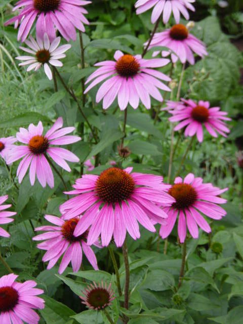 Echinacea