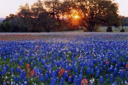 Blossom at Lady Bird Johnson Wildflower Center