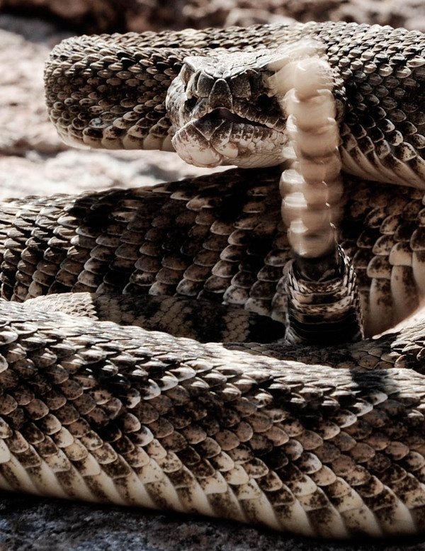 Rattlesnake