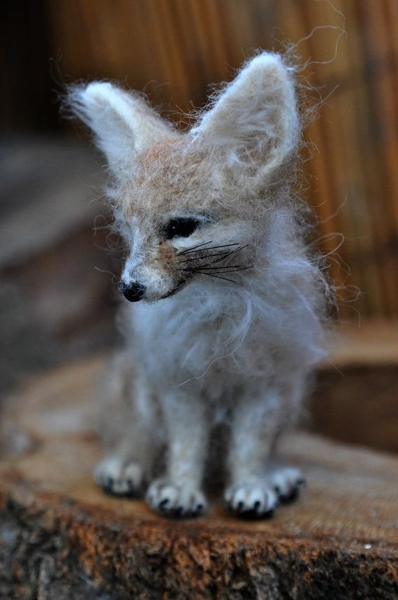 Fennec Fox