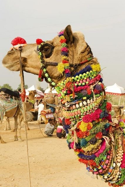 Camel Fair, Pushkar