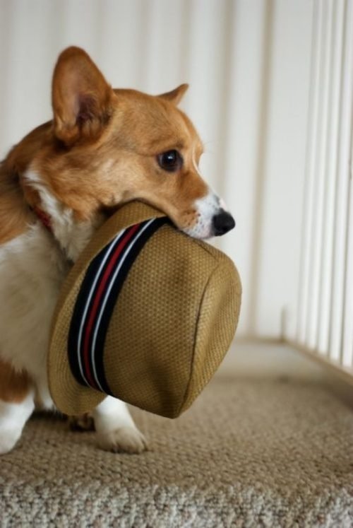 Corgi