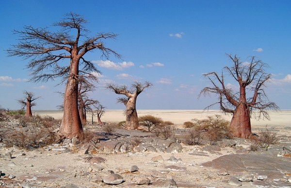 Makgadikgadi Pans