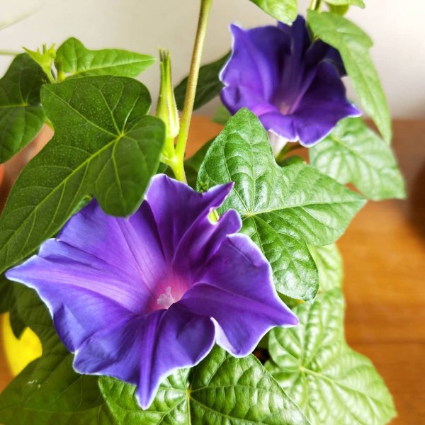 flower, plant, violet, purple, morning glory,