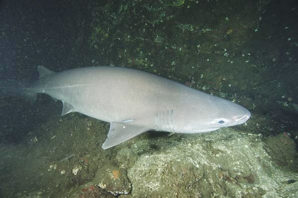 Requin Sixgill Bluntnose