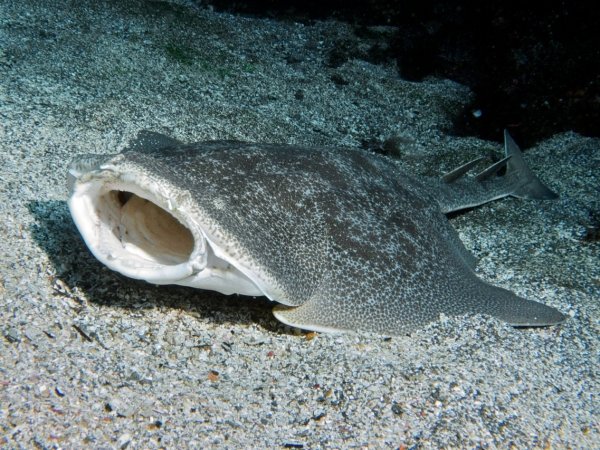 Requin Ange